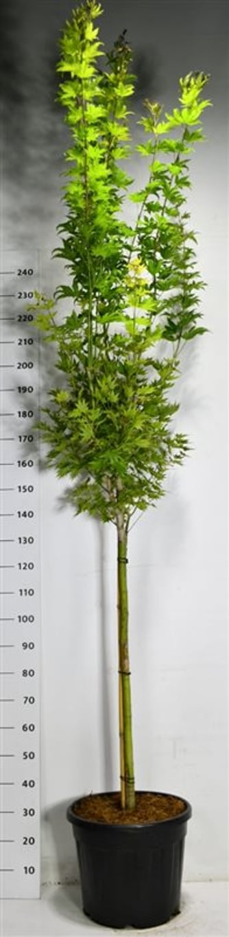 Acer shirasawanum 'Jordan' - 90 CM Stem Cont.